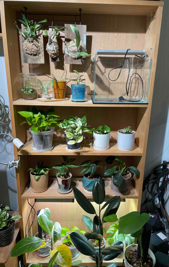 植物棚を作る | HaruGreen
