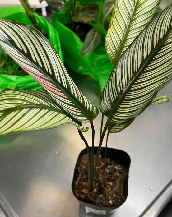 年末セールの植物を救う | HaruGreen