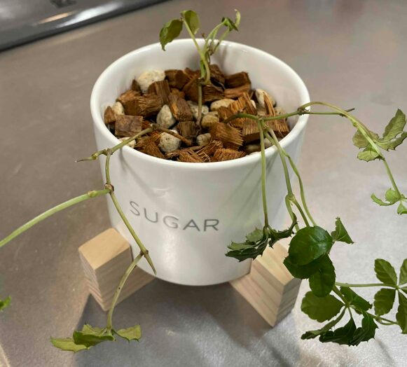 年末セールの植物を救う | HaruGreen